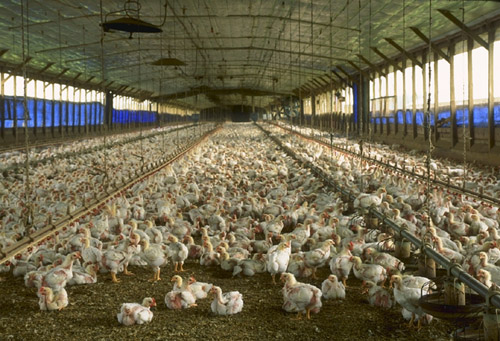 A commercial meat chicken production house in Florida, USA: Photograph by USDA courtesy of Wikipedia